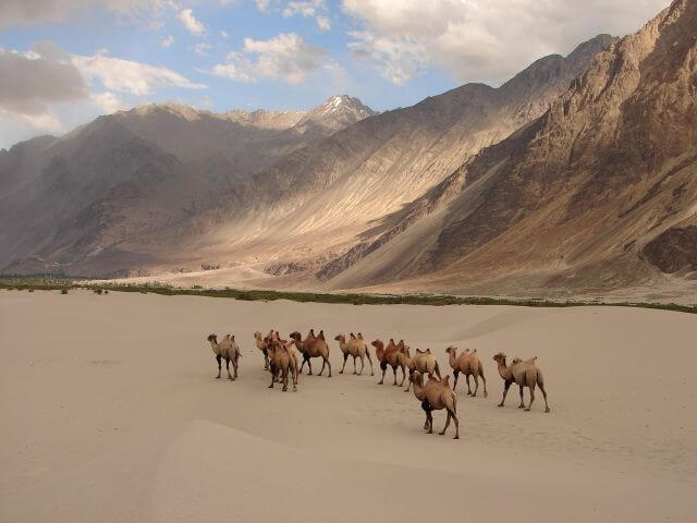 Nubra Valley Camel