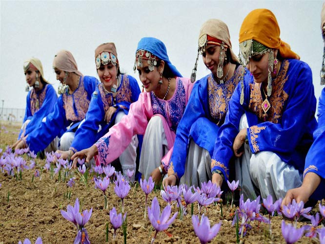 Saffron Festival in Kashmir