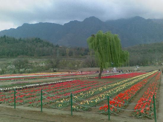 Tulip Festival