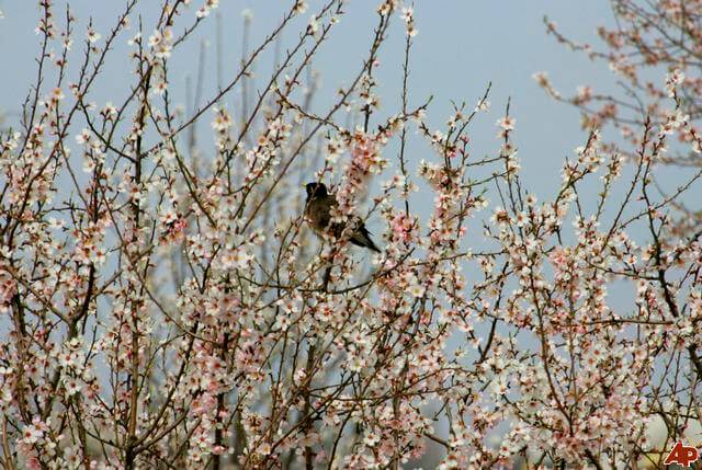 spring in kashmir