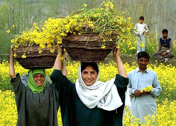 spring in kashmir