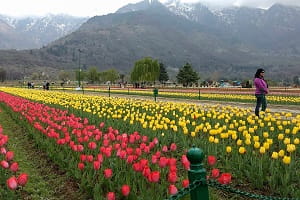 Mughal Gardens
