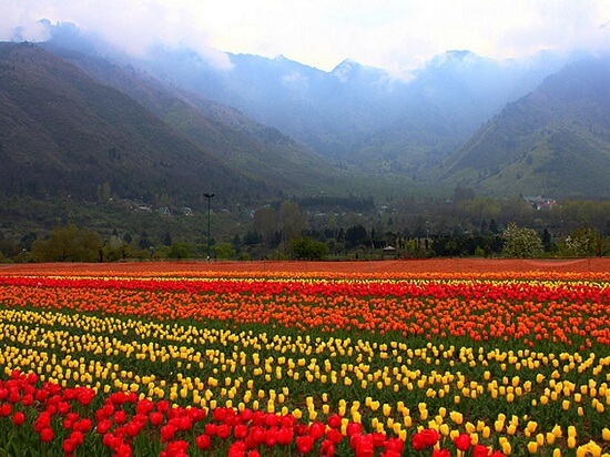 Indira Gandhi Tulip Garden