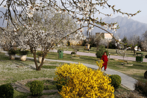 badamwari garden srinagar