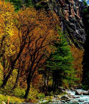 Kashmir Paradise